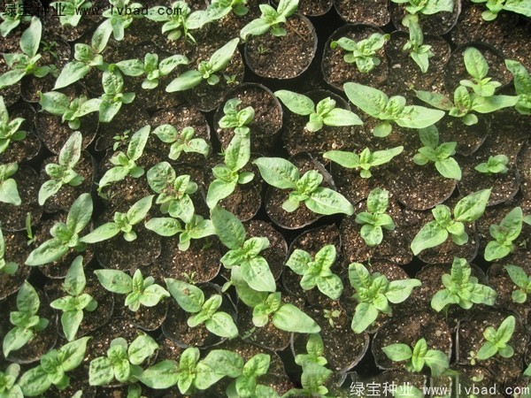 <a href='http://www.wuzhouwash.com/caohuazhongzi/1602.html' target='_blank'>迷你向日葵</a>圖片