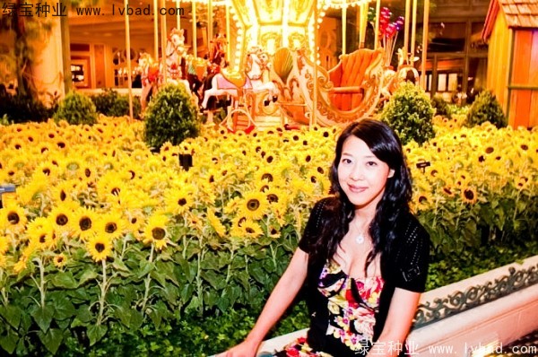 迷你<a href='http://www.wuzhouwash.com/caohuazhongzi/97271.html' target='_blank'>向日葵</a>圖片