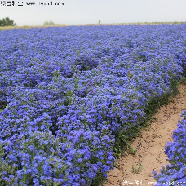 <a href='http://www.wuzhouwash.com/caohuazhongzi/1603.html' target='_blank'>南非牛舌草</a>