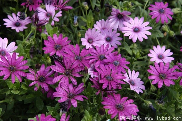<a href='http://www.wuzhouwash.com/caohuazhongzi/1604.html' target='_blank'>南非萬壽菊種子</a>