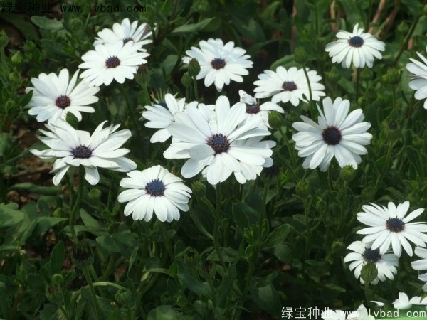南非<a href='http://www.wuzhouwash.com/caohuazhongzi/1631.html' target='_blank'>萬壽菊</a>種子
