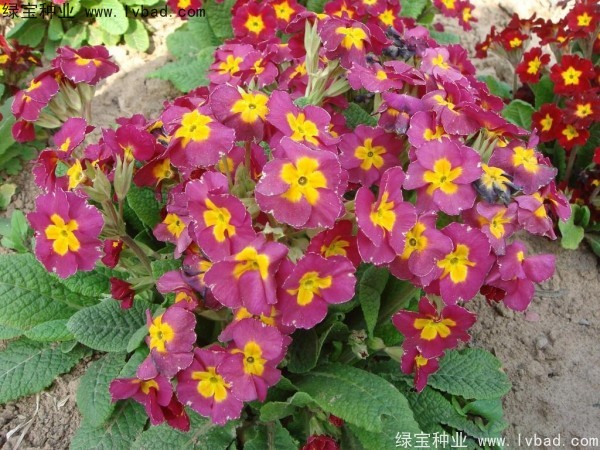 歐洲<a href='http://www.wuzhouwash.com/caohuazhongzi/1024.html' target='_blank'>報(bào)春花種子</a>