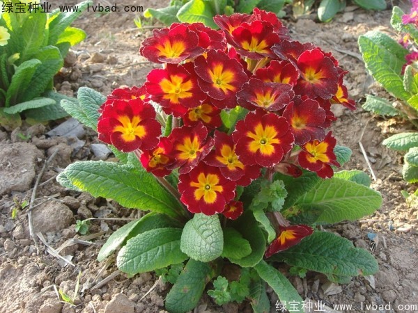 歐洲<a href='http://www.wuzhouwash.com/caohuazhongzi/1024.html' target='_blank'>報(bào)春花種子</a>