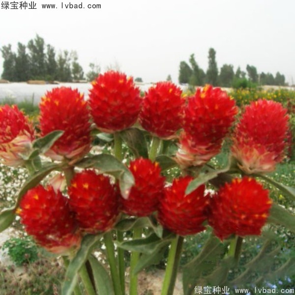 <a href='http://www.wuzhouwash.com/caohuazhongzi/1611.html' target='_blank'>千日紅</a><a href='http://www.wuzhouwash.com/' target='_blank'>種子</a>
