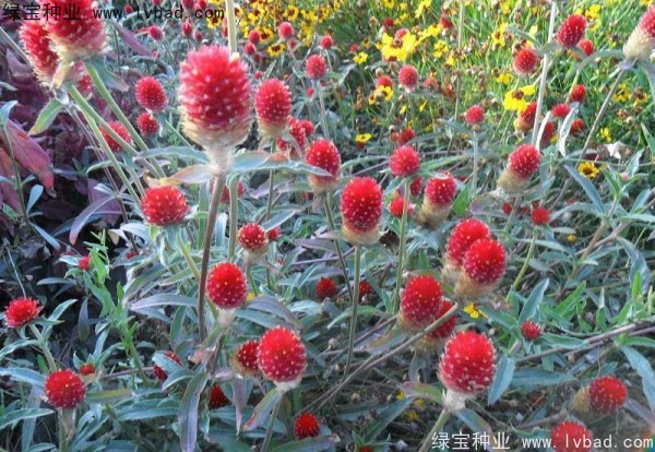 千日紅種子