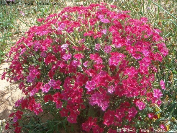 瞿麥<a href='http://www.wuzhouwash.com/' target='_blank'>種子</a>