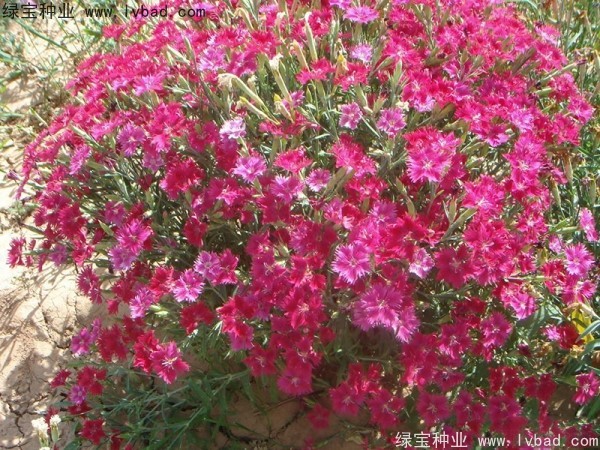 <a href='http://www.wuzhouwash.com/caohuazhongzi/1615.html' target='_blank'>瞿麥種子</a>