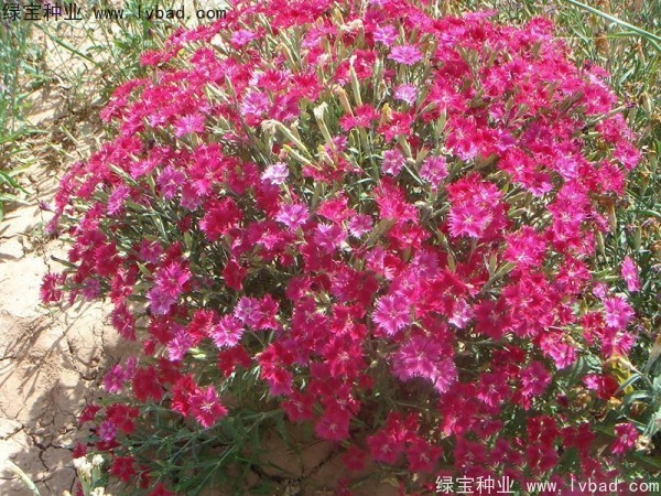 <a href='http://www.wuzhouwash.com/caohuazhongzi/1615.html' target='_blank'>瞿麥</a><a href='http://www.wuzhouwash.com/' target='_blank'>種子</a>