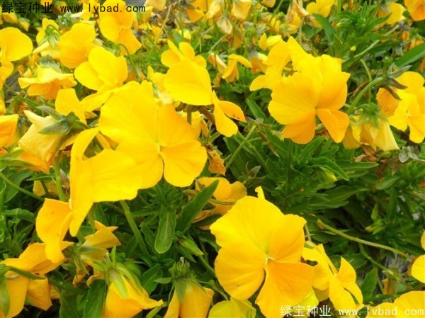 三色堇<a href='http://www.wuzhouwash.com/' target='_blank'>種子</a>