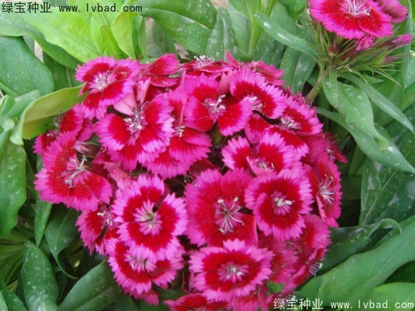 <a href='http://www.wuzhouwash.com/caohuazhongzi/1632.html' target='_blank'>五彩石竹種子</a>