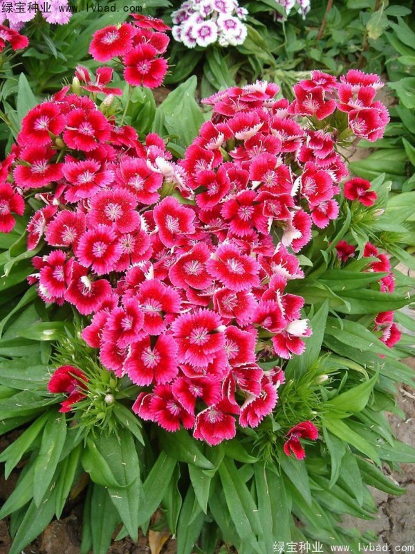 五彩<a href='http://www.wuzhouwash.com/caohuazhongzi/97045.html' target='_blank'>石竹種子</a>