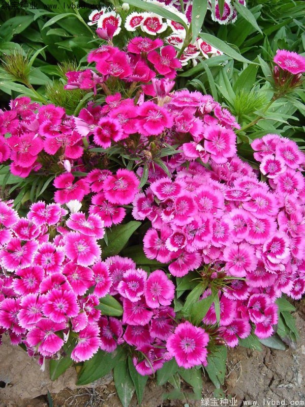 五彩<a href='http://www.wuzhouwash.com/caohuazhongzi/97045.html' target='_blank'>石竹種子</a>