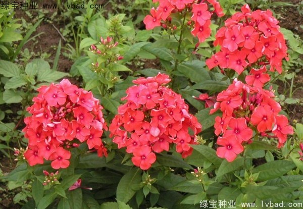 五色梅種子
