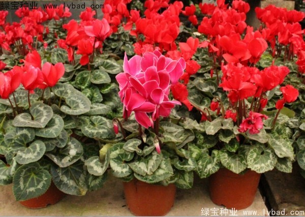 <a href='http://www.wuzhouwash.com/caohuazhongzi/1637.html' target='_blank'>仙客來(lái)</a><a href='http://www.wuzhouwash.com/' target='_blank'>種子</a>