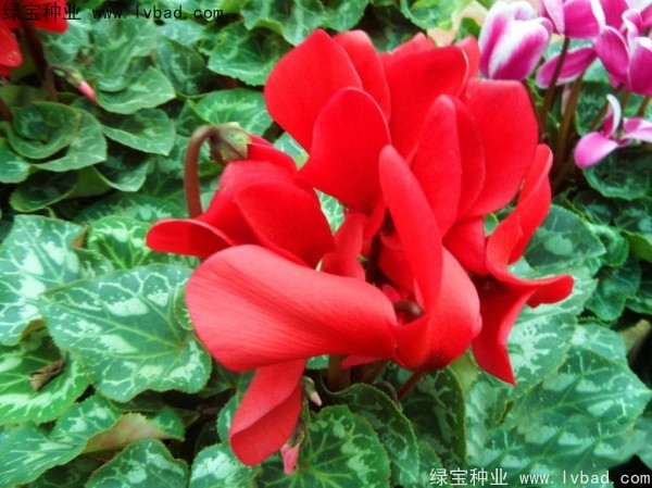 仙客來(lái)<a href='http://www.wuzhouwash.com/' target='_blank'>種子</a>