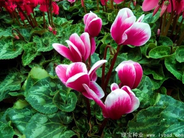 <a href='http://www.wuzhouwash.com/caohuazhongzi/1637.html' target='_blank'>仙客來(lái)</a><a href='http://www.wuzhouwash.com/' target='_blank'>種子</a>
