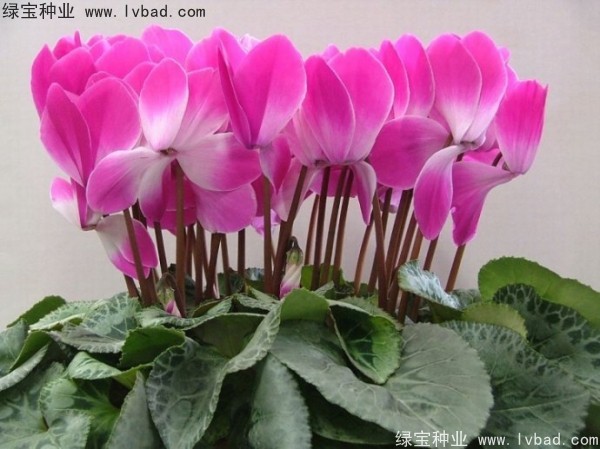<a href='http://www.wuzhouwash.com/caohuazhongzi/1637.html' target='_blank'>仙客來(lái)種子</a>