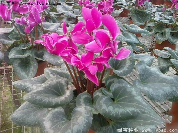 <a href='http://www.wuzhouwash.com/caohuazhongzi/1637.html' target='_blank'>仙客來(lái)種子</a>