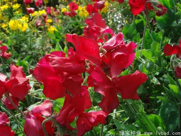 <a href='http://www.wuzhouwash.com/caohuazhongzi/1638.html' target='_blank'>香豌豆種子</a>