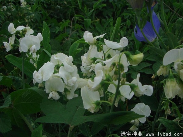 <a href='http://www.wuzhouwash.com/caohuazhongzi/1638.html' target='_blank'>香豌豆</a><a href='http://www.wuzhouwash.com/' target='_blank'>種子</a>
