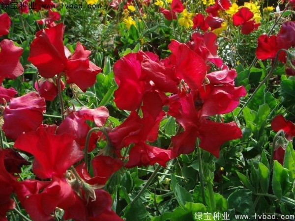 <a href='http://www.wuzhouwash.com/caohuazhongzi/1638.html' target='_blank'>香豌豆種子</a>