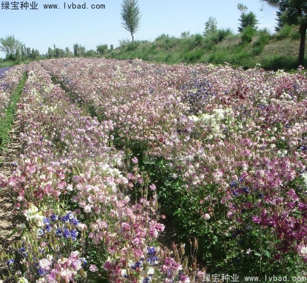 小花樓斗菜種子