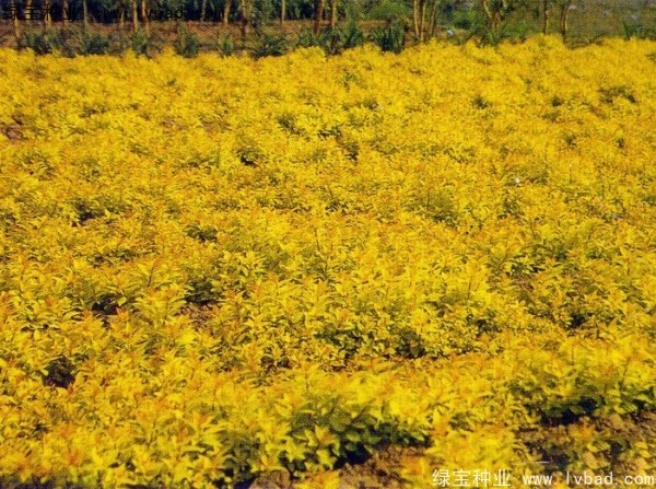 繡線菊<a href='http://www.wuzhouwash.com/' target='_blank'>種子</a>