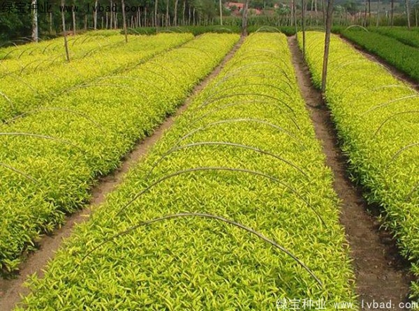 <a href='http://www.wuzhouwash.com/caohuazhongzi/1644.html' target='_blank'>繡線菊種子</a>