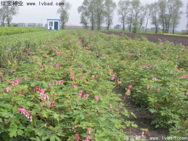 <a href='http://www.wuzhouwash.com/caohuazhongzi/1644.html' target='_blank'>繡線菊種子</a>