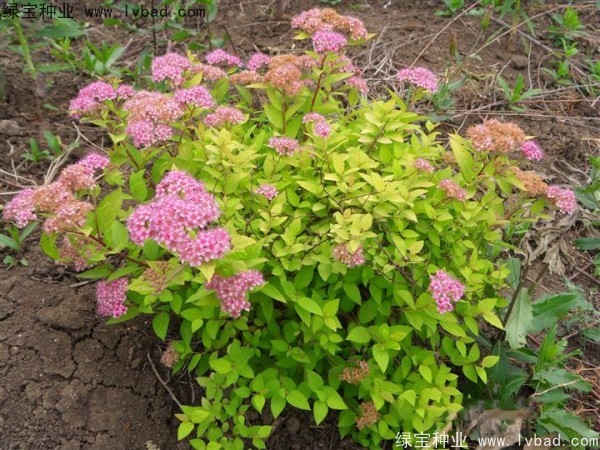 <a href='http://www.wuzhouwash.com/caohuazhongzi/1644.html' target='_blank'>繡線菊</a><a href='http://www.wuzhouwash.com/' target='_blank'>種子</a>