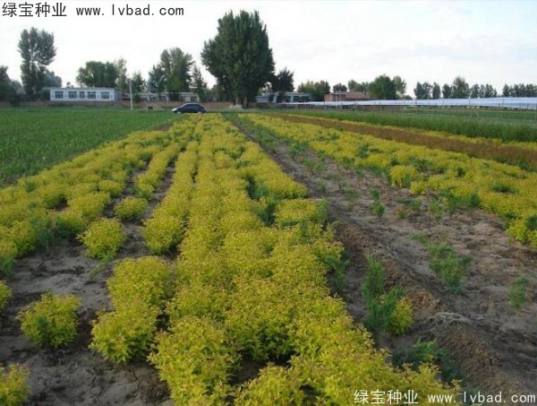 <a href='http://www.wuzhouwash.com/caohuazhongzi/1644.html' target='_blank'>繡線菊</a><a href='http://www.wuzhouwash.com/' target='_blank'>種子</a>