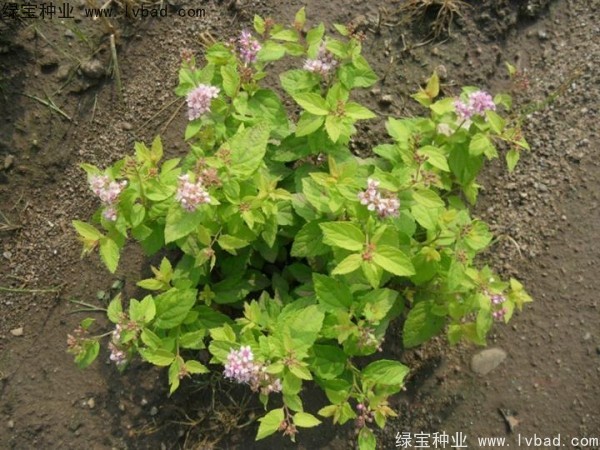 繡線菊種子