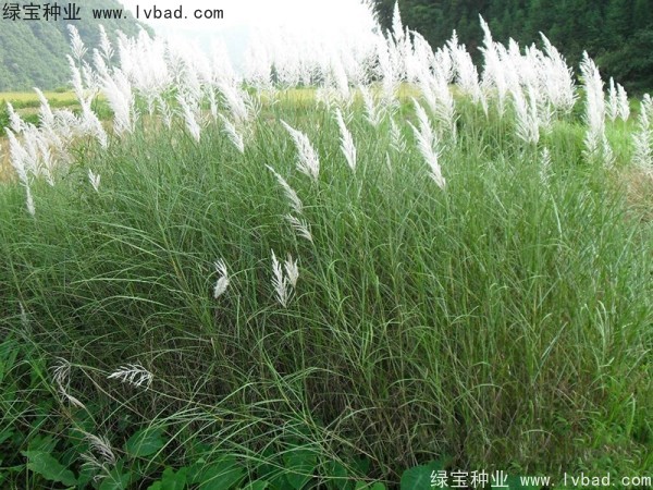 <a href='http://www.wuzhouwash.com/caohuazhongzi/1647.html' target='_blank'>野芒草種子</a>