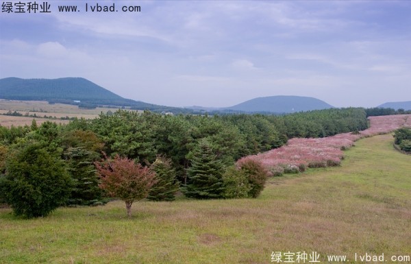 <a href='http://www.wuzhouwash.com/caohuazhongzi/1647.html' target='_blank'>野芒草種子</a>