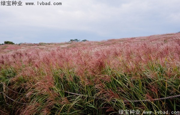 <a href='http://www.wuzhouwash.com/caohuazhongzi/1647.html' target='_blank'>野芒草種子</a>