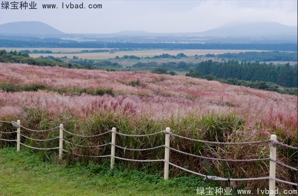 <a href='http://www.wuzhouwash.com/caohuazhongzi/1647.html' target='_blank'>野芒草</a><a href='http://www.wuzhouwash.com/' target='_blank'>種子</a>