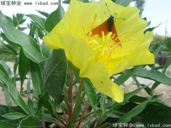 <a href='http://www.wuzhouwash.com/caohuazhongzi/1649.html' target='_blank'>夜來香種子</a>