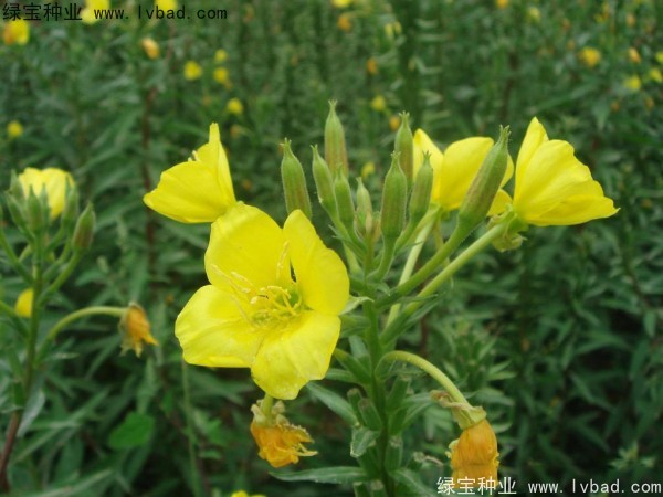 <a href='http://www.wuzhouwash.com/caohuazhongzi/1649.html' target='_blank'>夜來香種子</a>