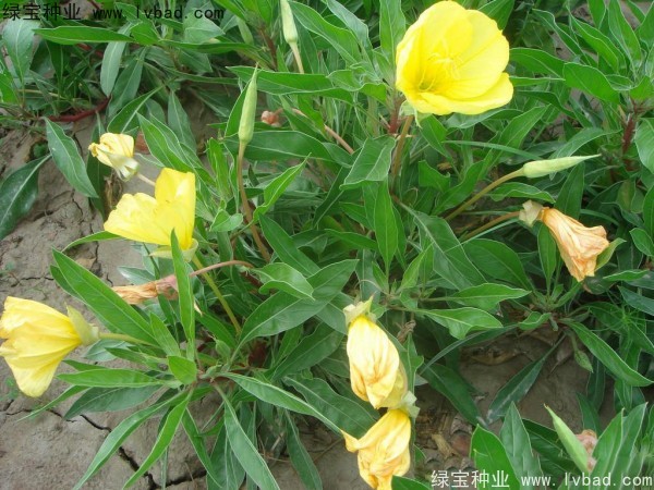<a href='http://www.wuzhouwash.com/caohuazhongzi/1649.html' target='_blank'>夜來香</a><a href='http://www.wuzhouwash.com/' target='_blank'>種子</a>