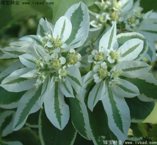 <a href='http://www.wuzhouwash.com/caohuazhongzi/1651.html' target='_blank'>銀邊翠</a>