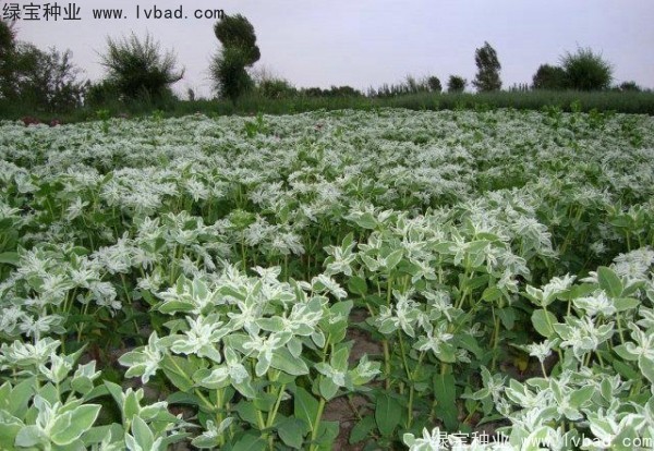 <a href='http://www.wuzhouwash.com/caohuazhongzi/1651.html' target='_blank'>銀邊翠</a>