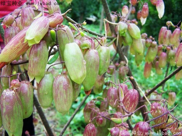 <a href='http://www.wuzhouwash.com/caohuazhongzi/1654.html' target='_blank'>長壽花</a>