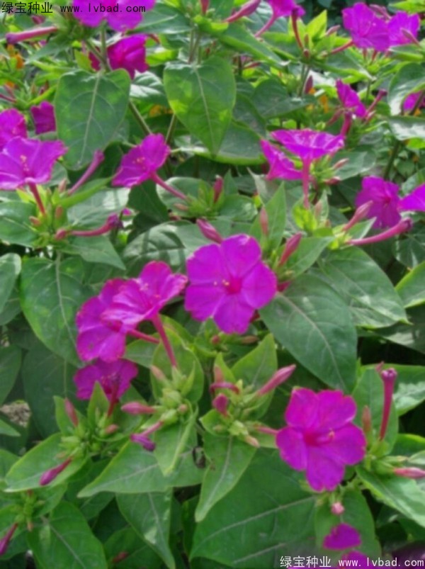 紫茉莉<a href='http://www.wuzhouwash.com/' target='_blank'>種子</a>