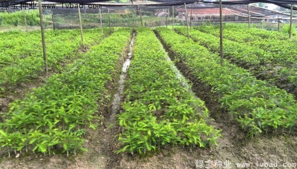 <a href='http://www.wuzhouwash.com/linmuzhongzi/2194.html' target='_blank'>香榧種子</a>