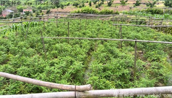<a href='http://www.wuzhouwash.com/linmuzhongzi/2194.html' target='_blank'>香榧種子</a>