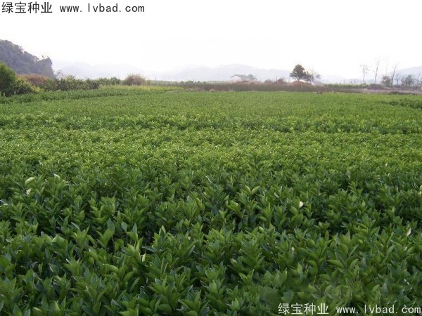橄欖<a href='http://www.wuzhouwash.com/' target='_blank'>種子</a>