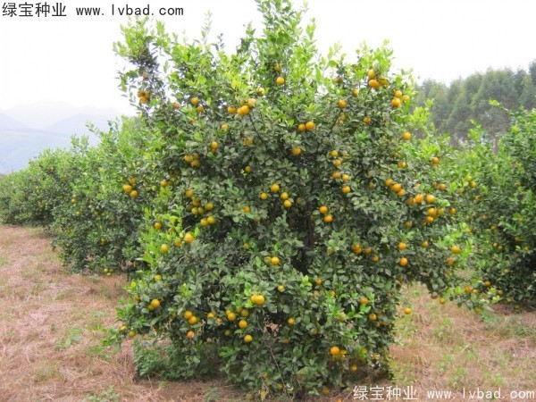 <a href='http://www.wuzhouwash.com/linmuzhongzi/2195.html' target='_blank'>橄欖種子</a>