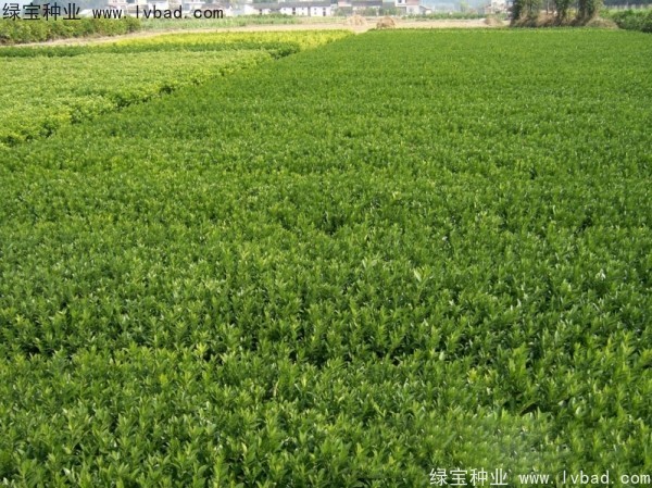 橄欖<a href='http://www.wuzhouwash.com/' target='_blank'>種子</a>