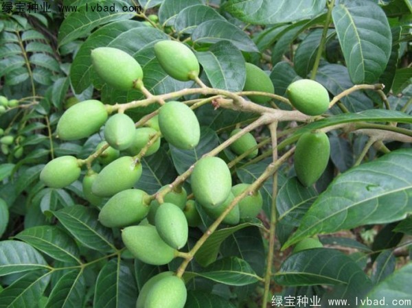 <a href='http://www.wuzhouwash.com/linmuzhongzi/2195.html' target='_blank'>橄欖種子</a>