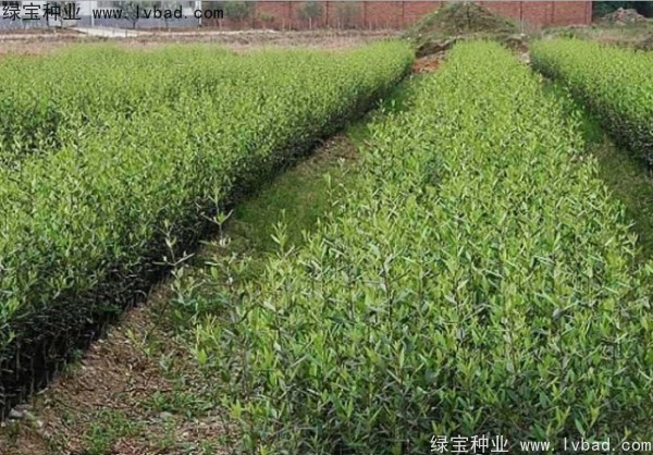 <a href='http://www.wuzhouwash.com/linmuzhongzi/2195.html' target='_blank'>橄欖種子</a>